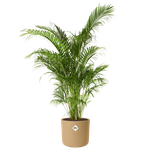 b.for soft rund 16cm goldener Sand